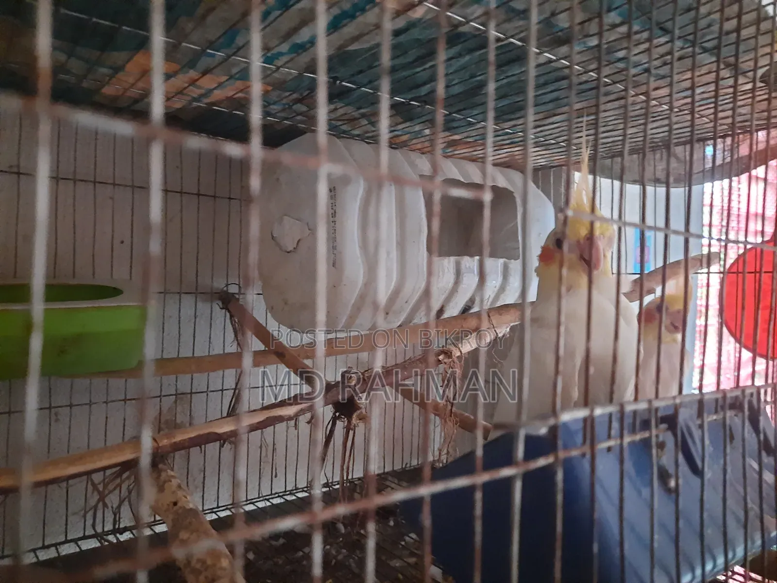 কোকাটেল পাখি