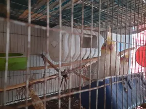 কোকাটেল পাখি