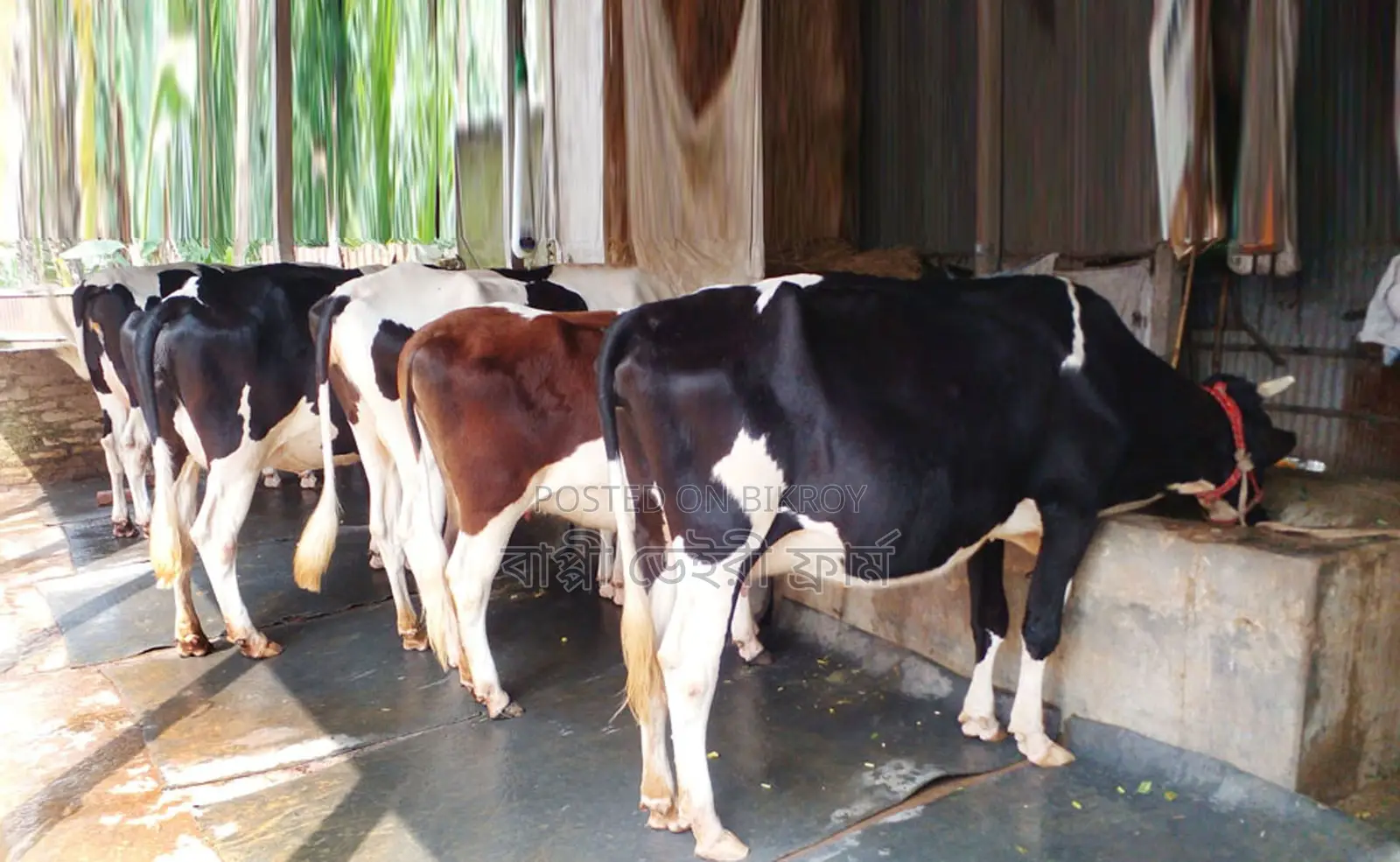 Buy 5 advanced breed cows numbered 1582.