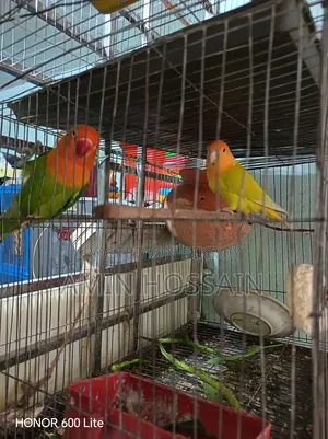 লাভ বার্ড পাখি