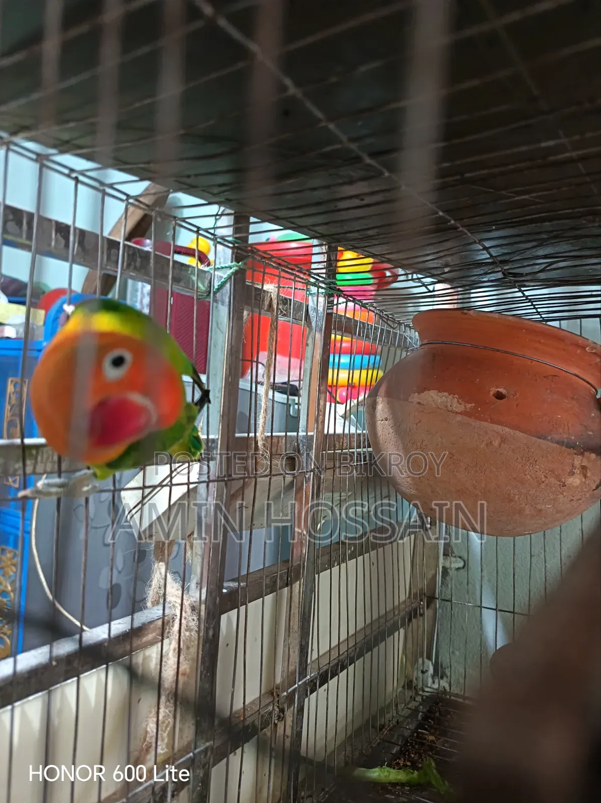 লাভ বার্ড পাখি