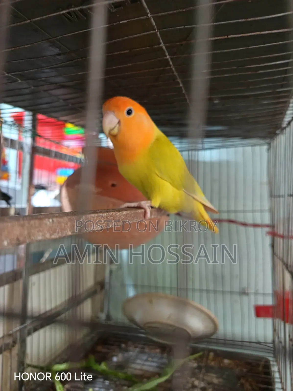 লাভ বার্ড পাখি