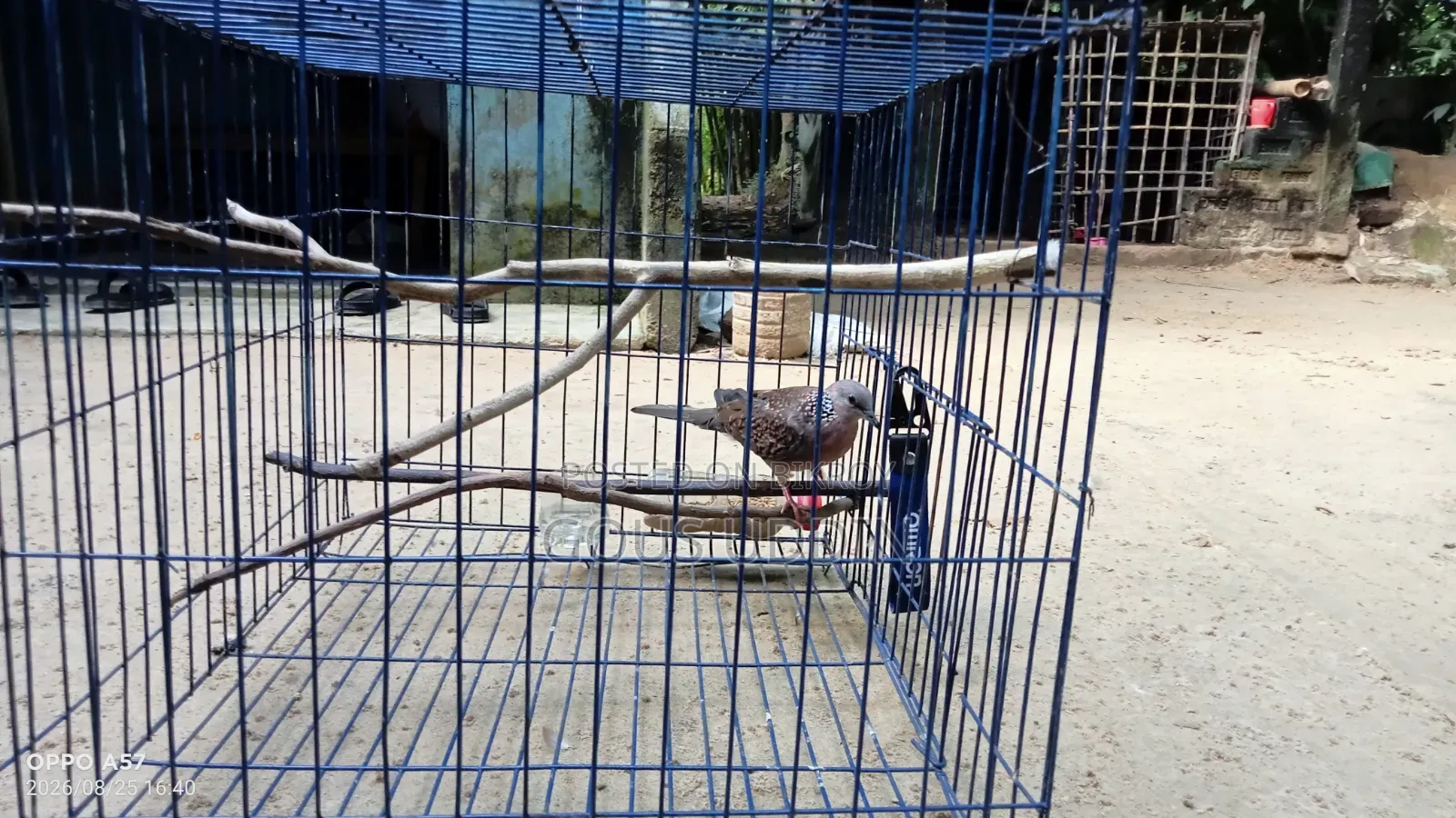 একটি দেশি ঘুঘু পাখি