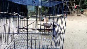 একটি দেশি ঘুঘু পাখি