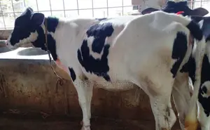 ১৫৮৩ নং উন্নত জাতের বকনা।