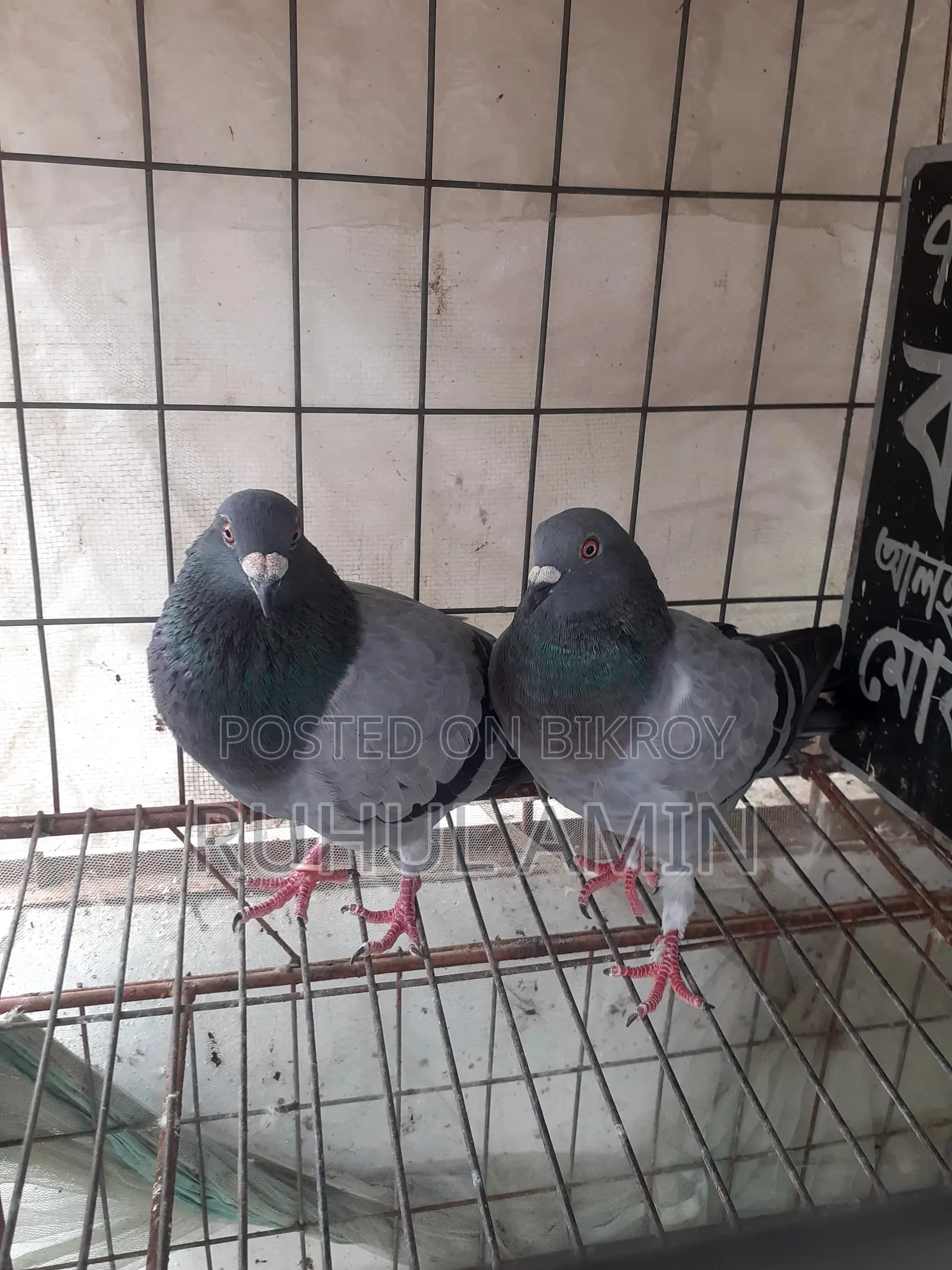 রেসার হোমা