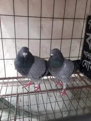 রেসার হোমা