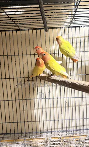 লাভবার্ড টেম সাইজ এবং অ্যাডাল্ট পেয়ার