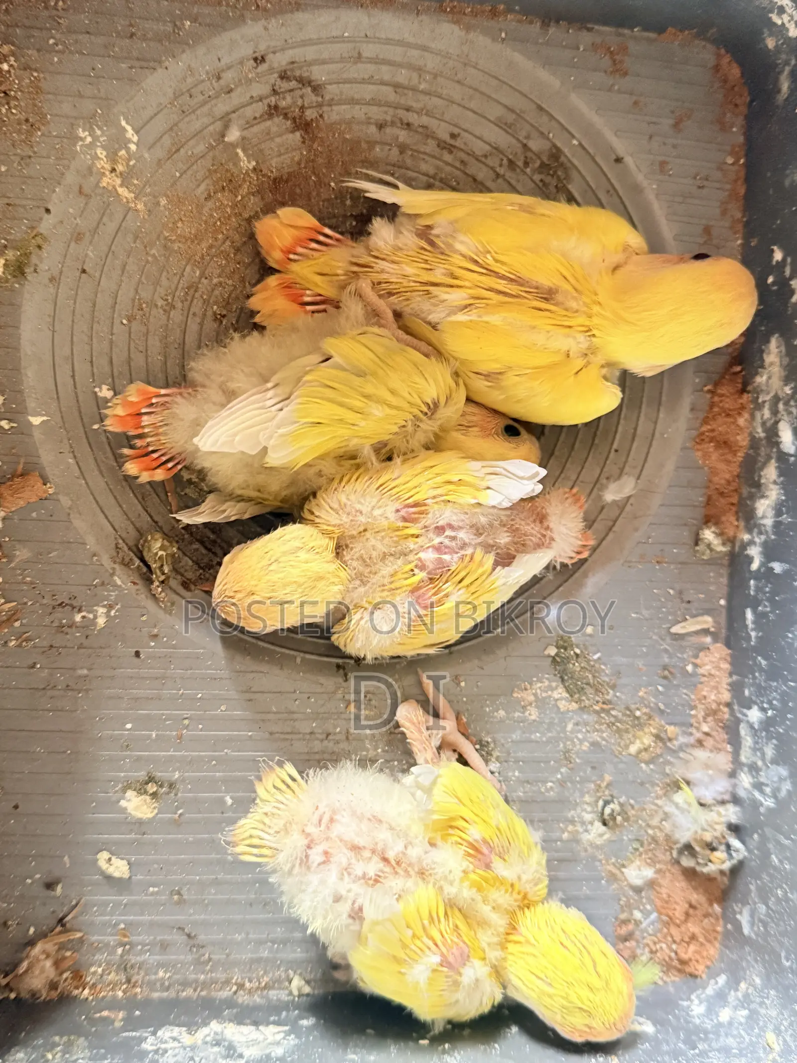 লাভবার্ড টেম সাইজ এবং অ্যাডাল্ট পেয়ার