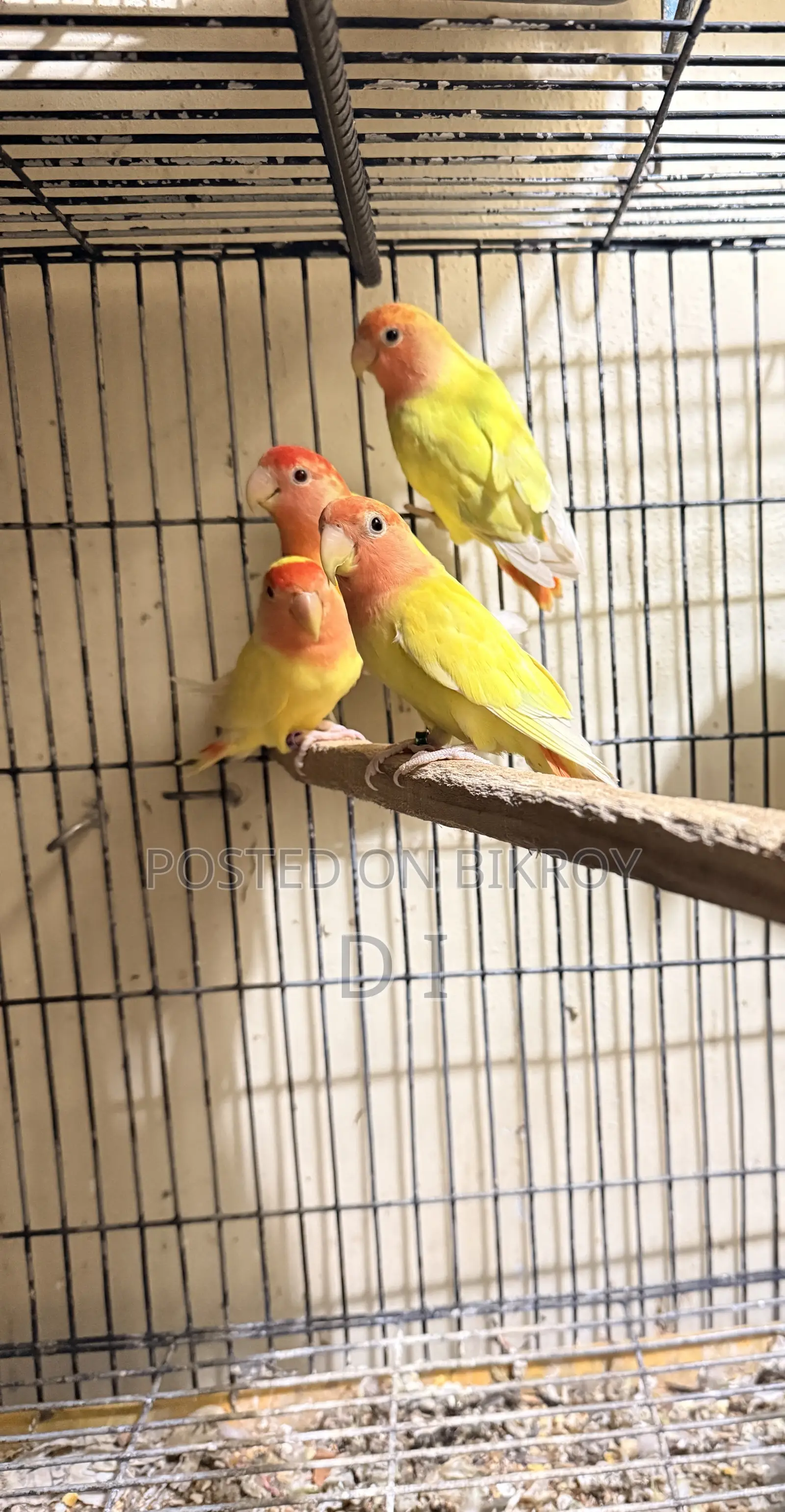 লাভবার্ড টেম সাইজ এবং অ্যাডাল্ট পেয়ার