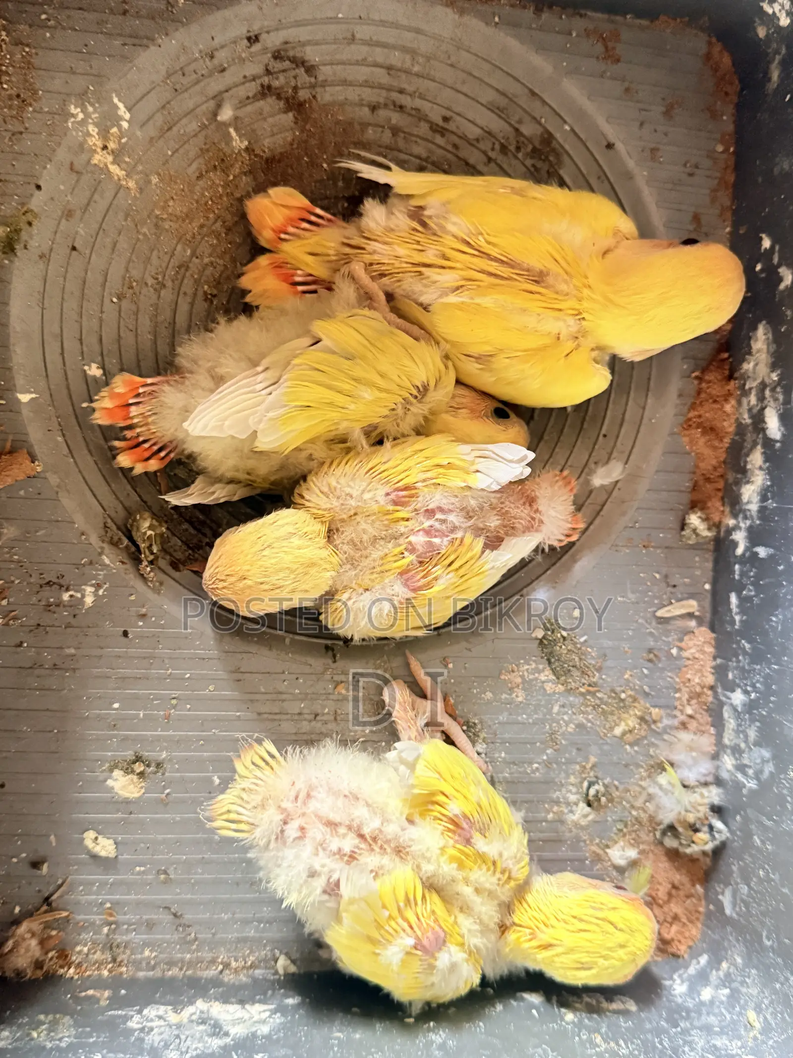 লাভবার্ড টেম সাইজ এবং অ্যাডাল্ট পেয়ার