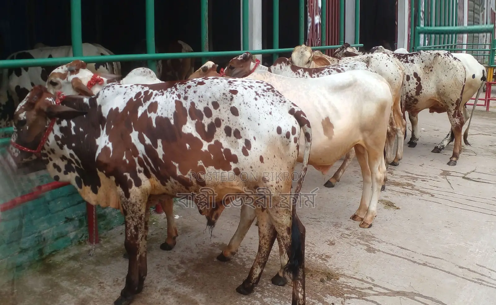 7 bull calves, serial number 1584.