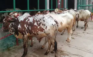 7 bull calves, serial number 1584.