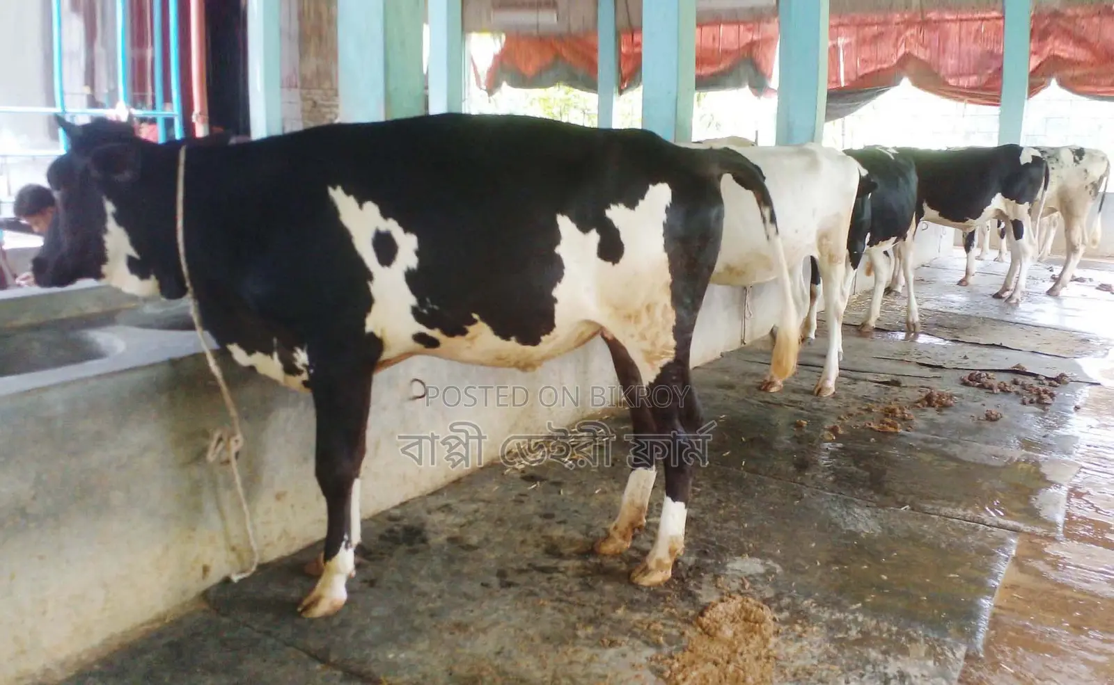১৫৮৫নং ৫টি বকনা উন্নত জাতের ।