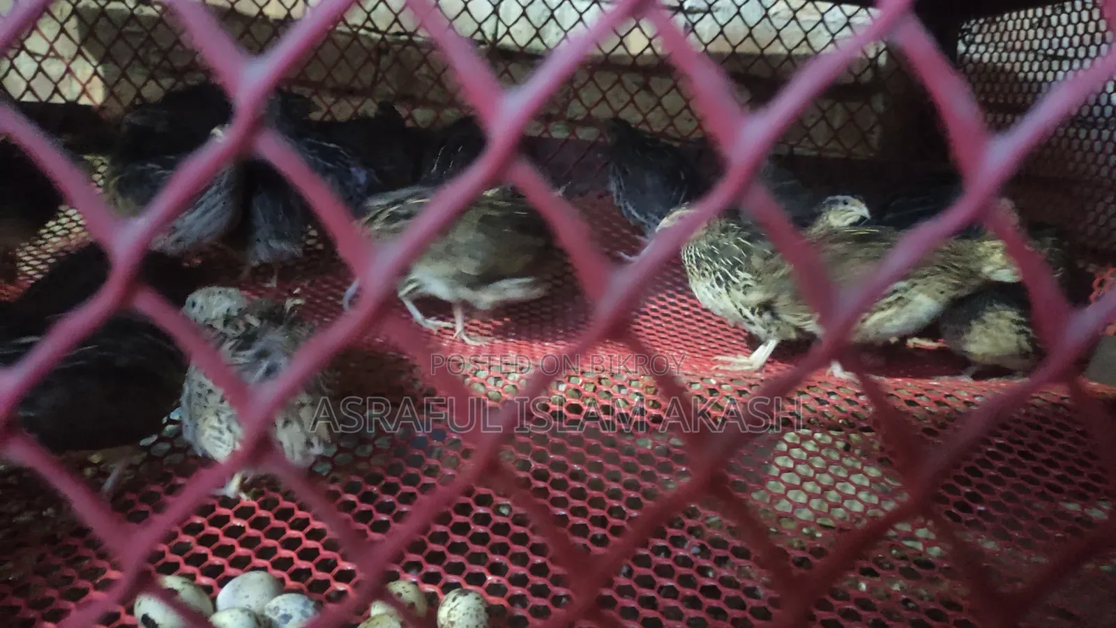 Quail