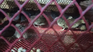 Quail