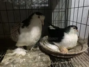 Stencil and Black Lahore Pair