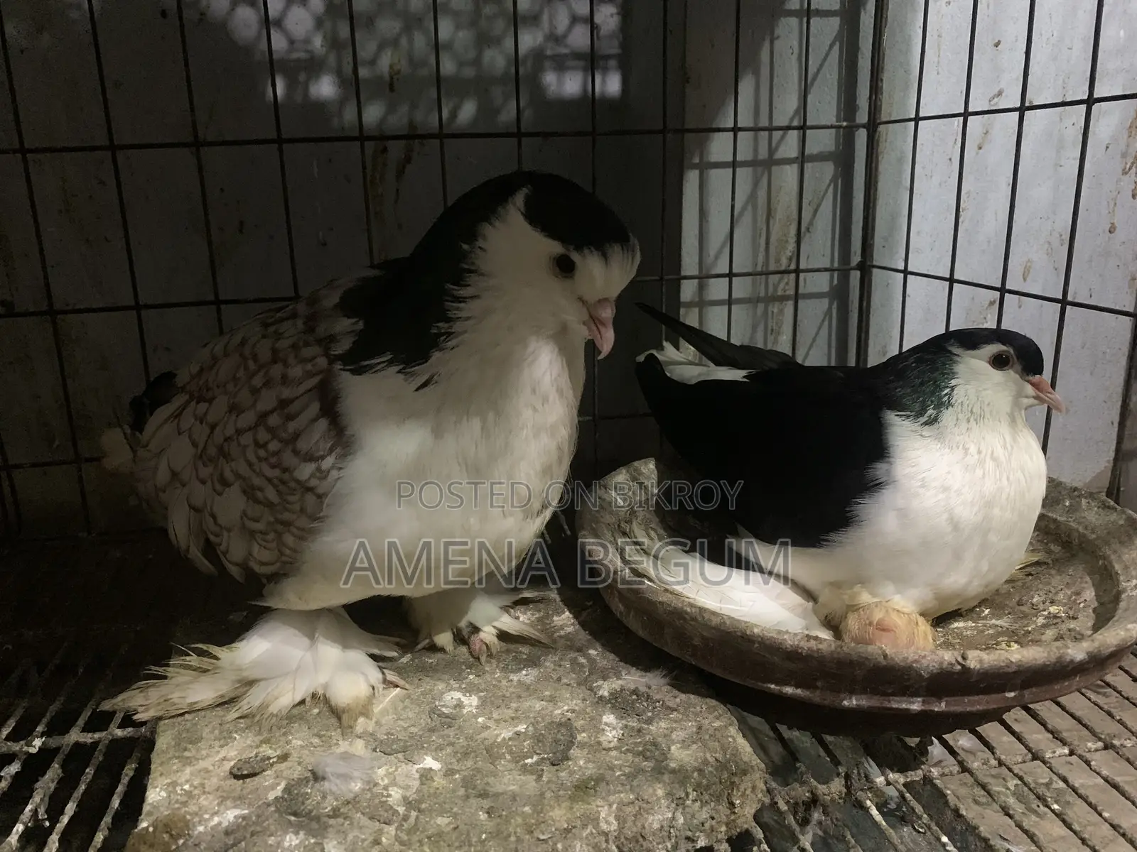Stencil and Black Lahore Pair