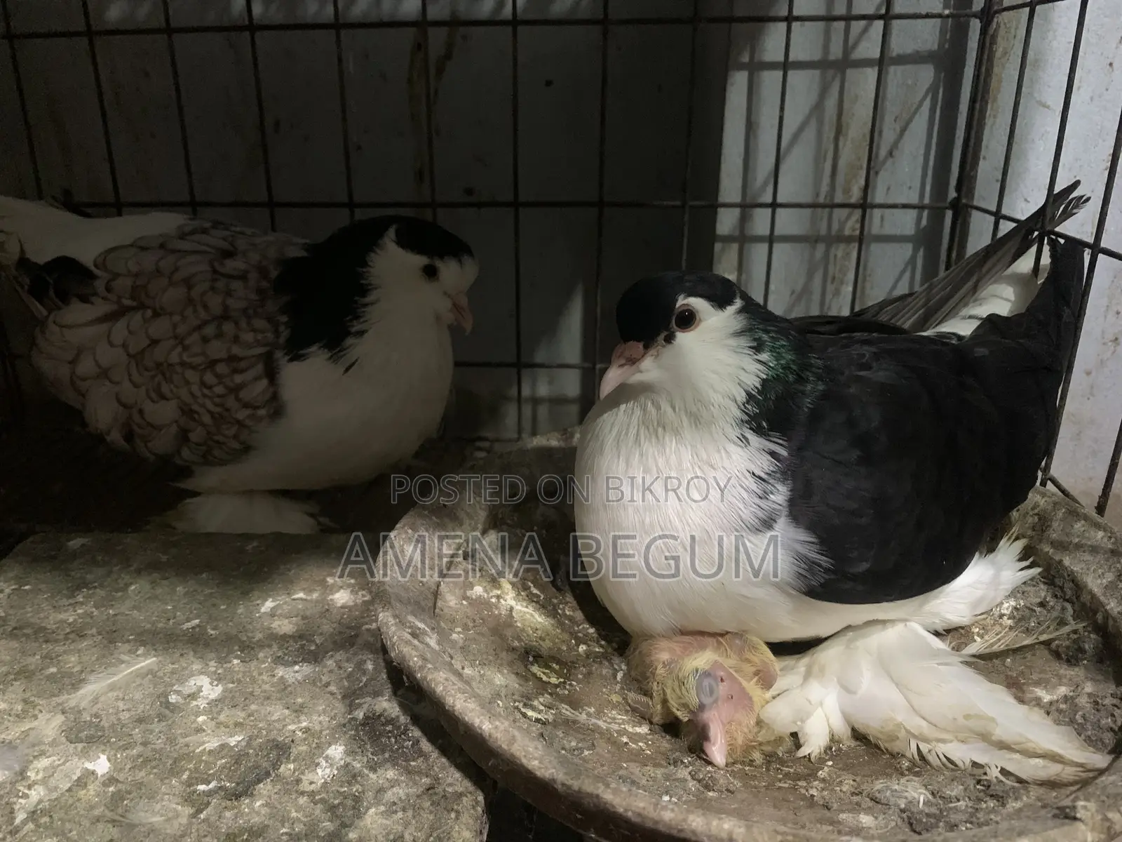 Stencil and Black Lahore Pair