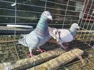 রেসার জোড়া