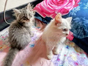 ১-৩ মাসের মেল পিউরব্রেড পার্সিয়ান