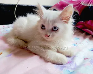 ১-৩ মাসের মেল পিউরব্রেড পার্সিয়ান