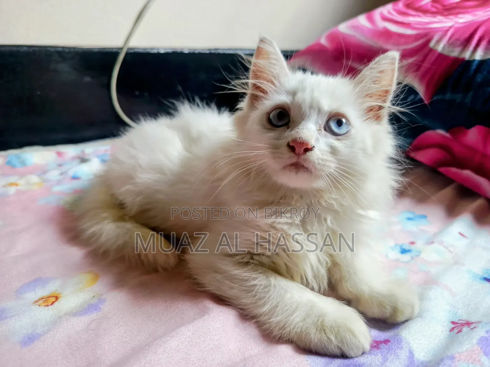 ১-৩ মাসের মেল পিউরব্রেড পার্সিয়ান