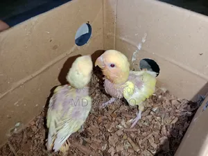Red Headed Offline Love Bird Baby