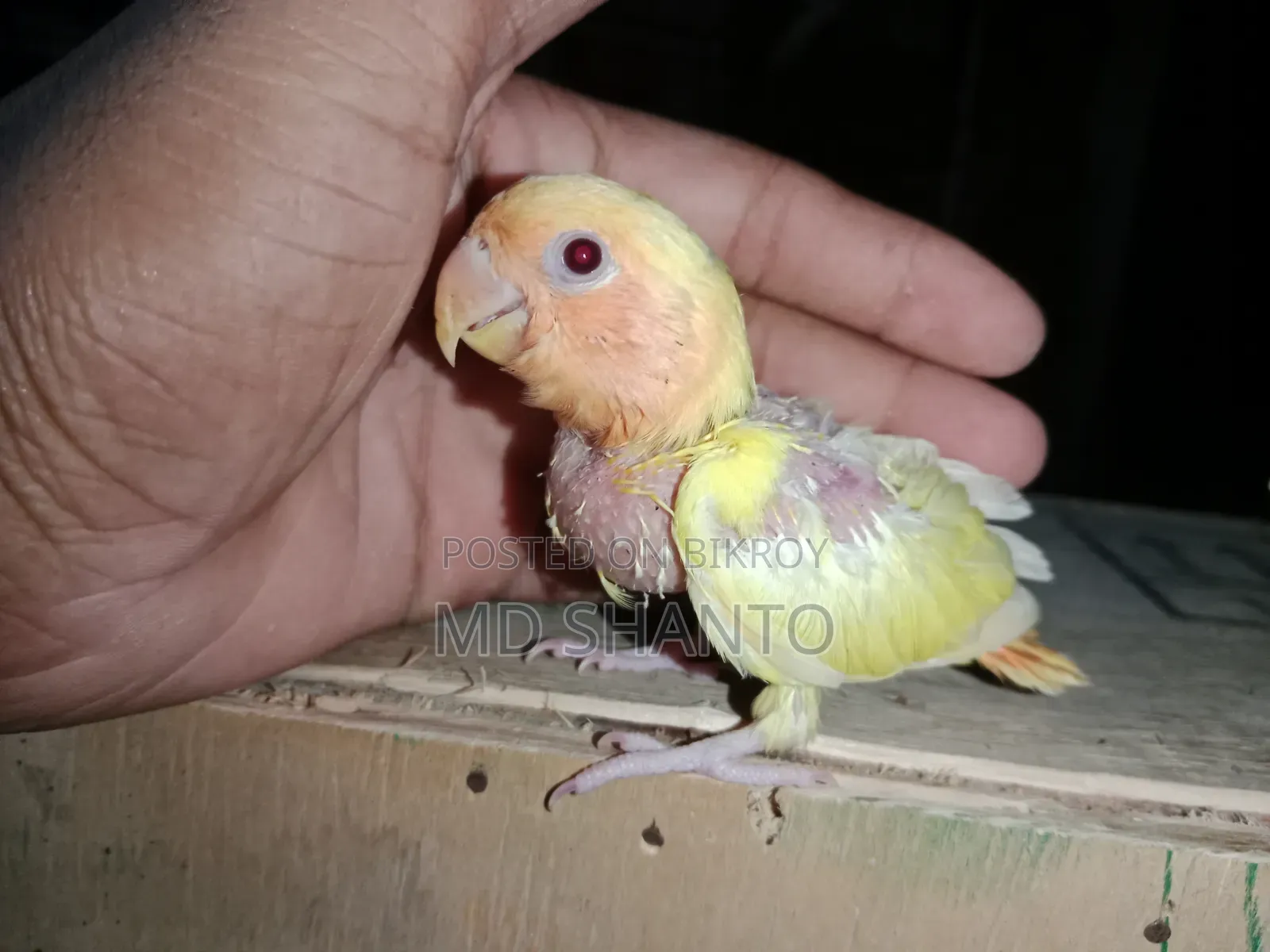 রেড হেডেড অফলাইন লাভ বার্ড বাচ্চা