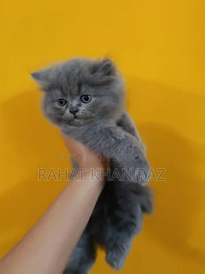 ১-৩ মাসের ছেলে পিওর ব্রিটিশ শর্টহেয়ার