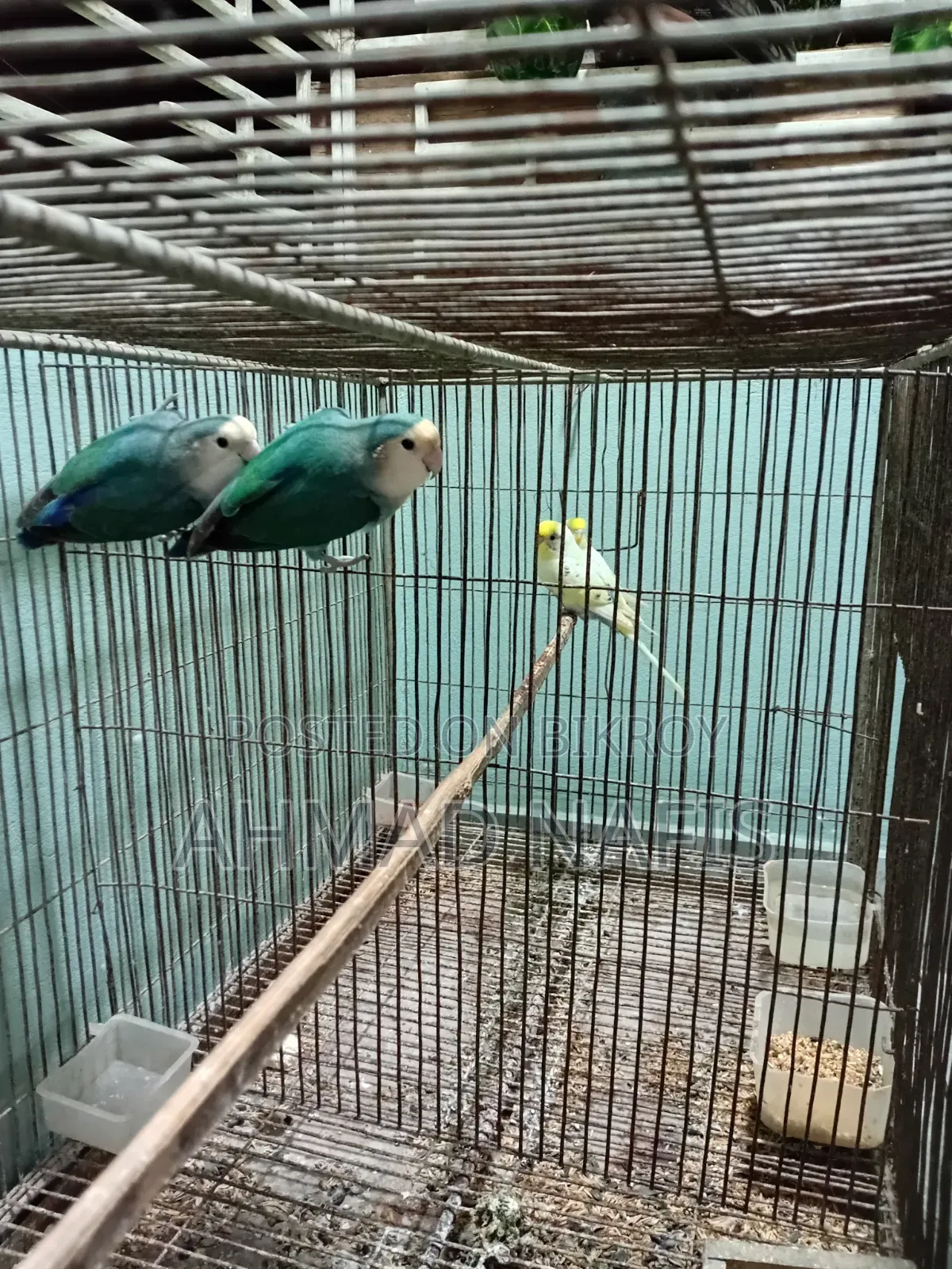 রানিং লাভবার্ড