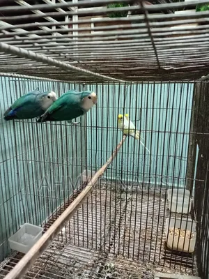 রানিং লাভবার্ড