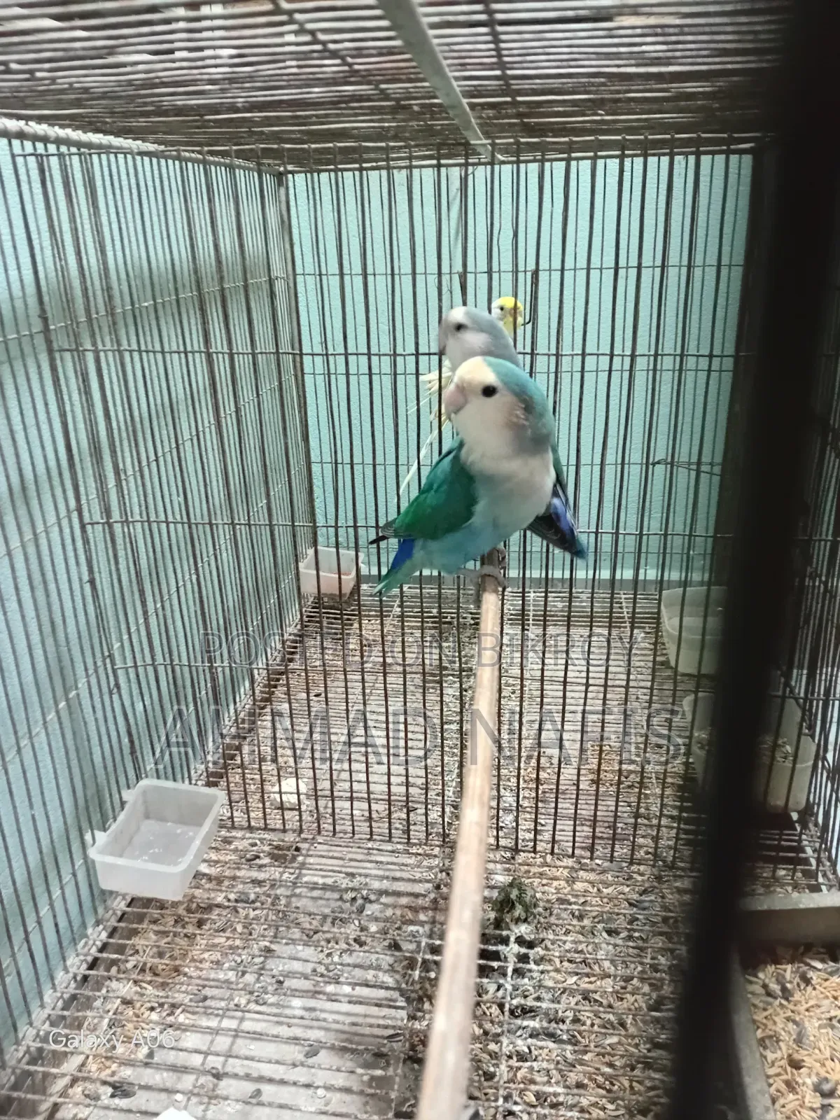 রানিং লাভবার্ড