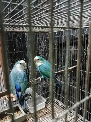 রানিং লাভবার্ড