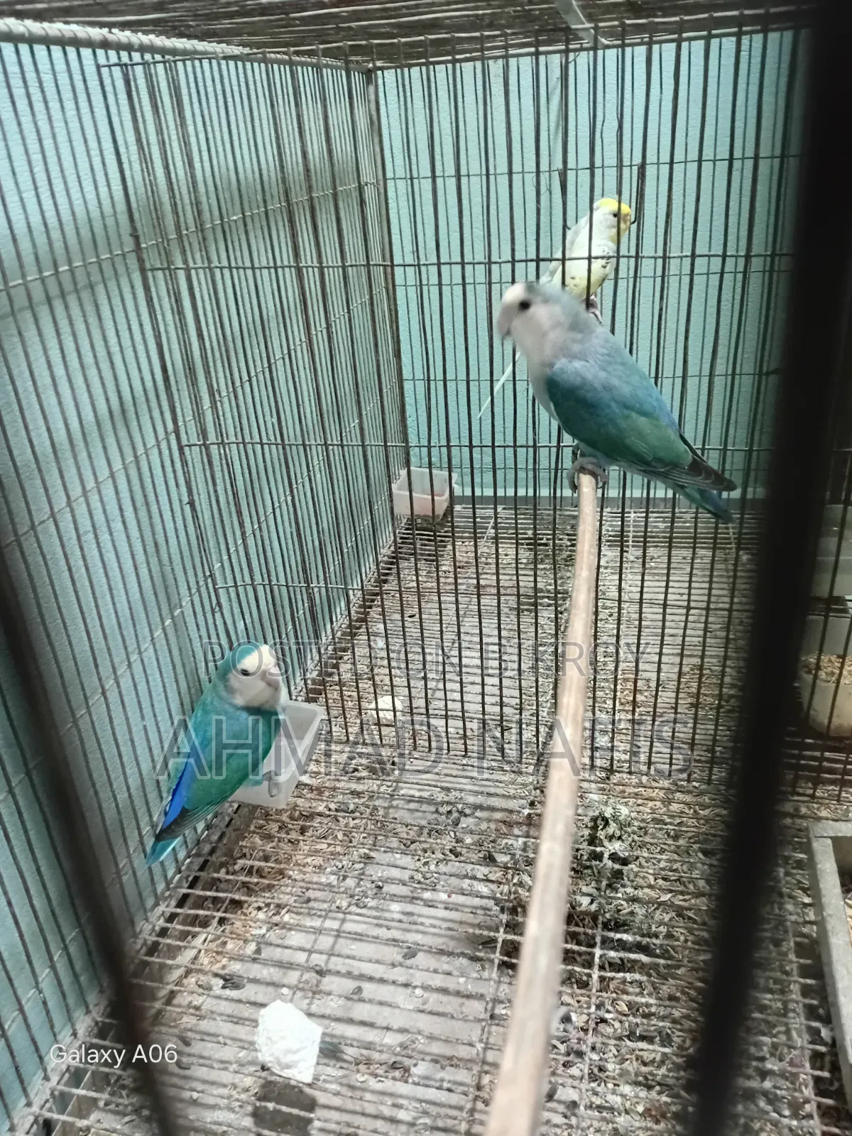 রানিং লাভবার্ড