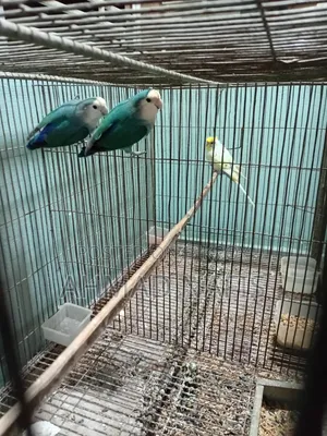 রানিং লাভবার্ড