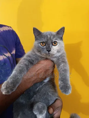 ৩-৬ মাসের ফিমেল পিওর ব্রিটিশ শর্ট হেয়ার