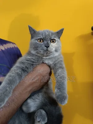 ৩-৬ মাসের ফিমেল পিওর ব্রিটিশ শর্ট হেয়ার