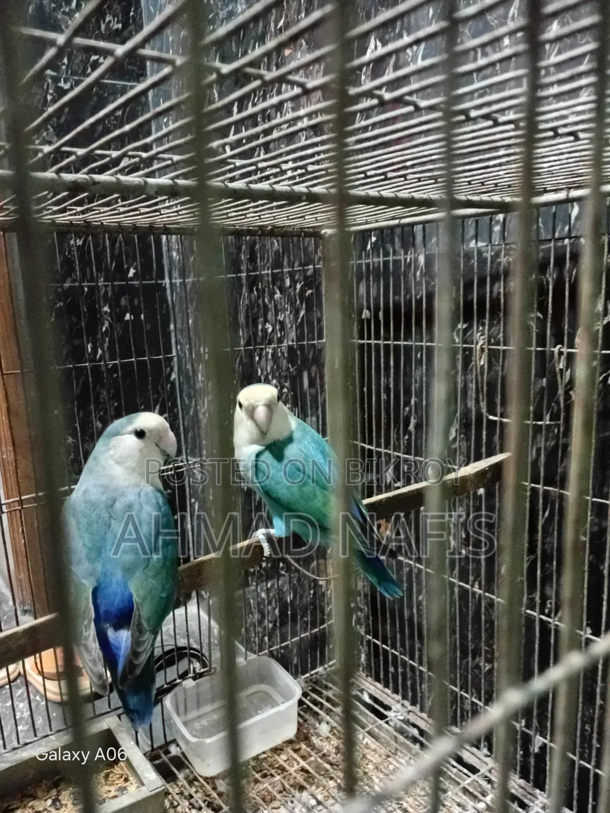 রানিং লাভবার্ড