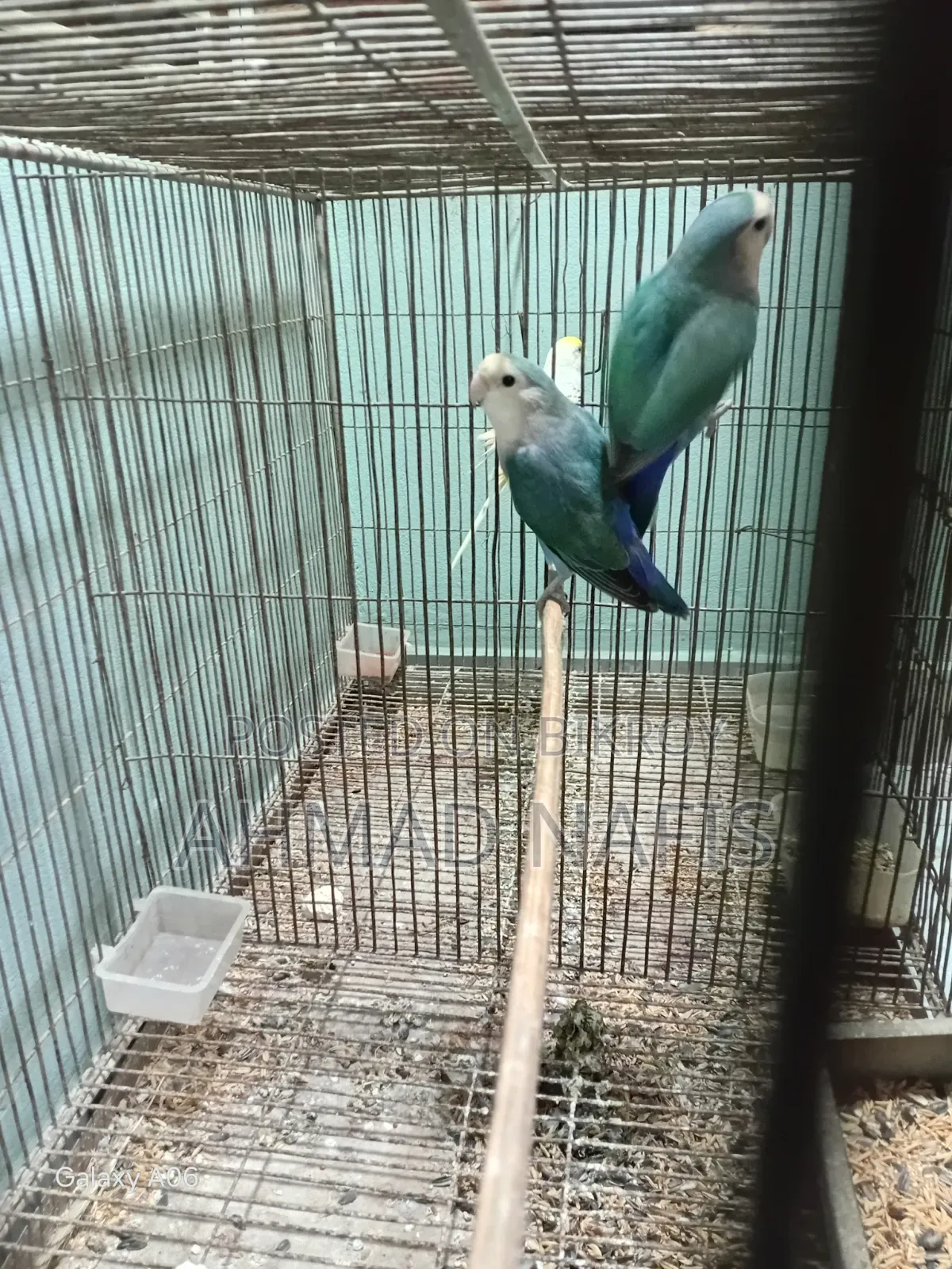 রানিং লাভবার্ড
