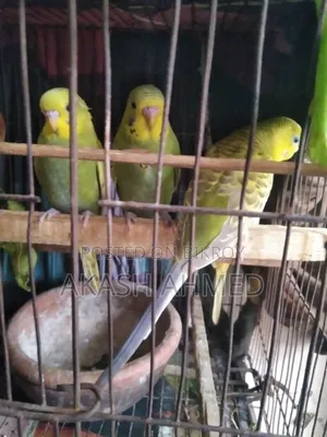 বাজরিগার ৩ পিচ
