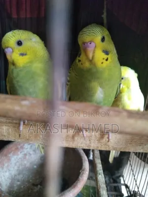 বাজরিগার ৩ পিচ