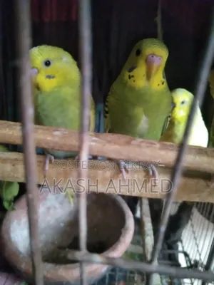 বাজরিগার ৩ পিচ