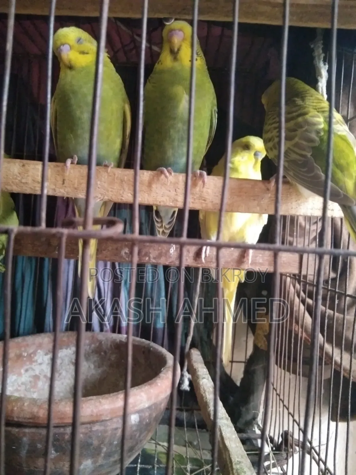 বাজরিগার ৩ পিচ