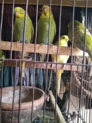 বাজরিগার ৩ পিচ