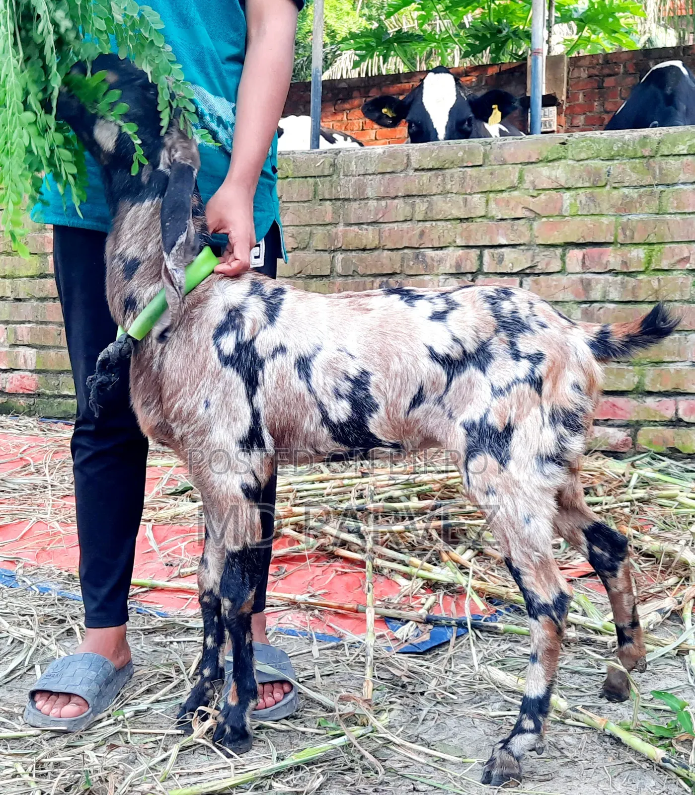 Goat for Sale