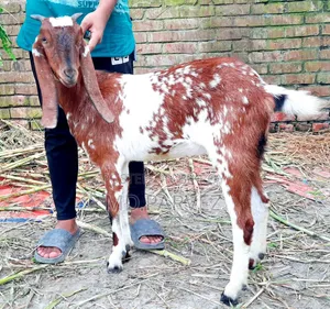 Goat for Sale