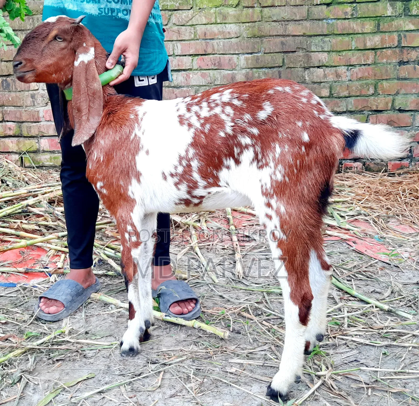 Goat for Sale