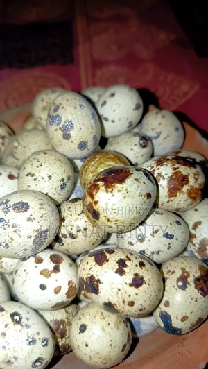 ইউরোপিয়ান হোয়াইট জায়ান্ট কটনিস্ক বিজ ডিম বিক্রি