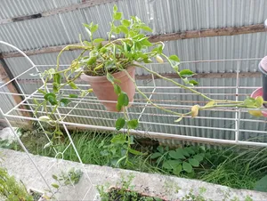 13 pcs plant stands for sale, along with many free plants, soil, and pots